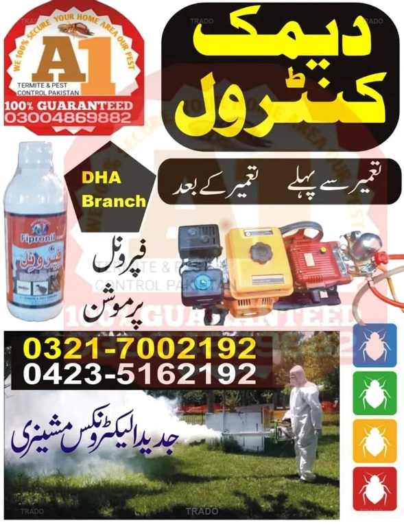 Rats in Faisalabad