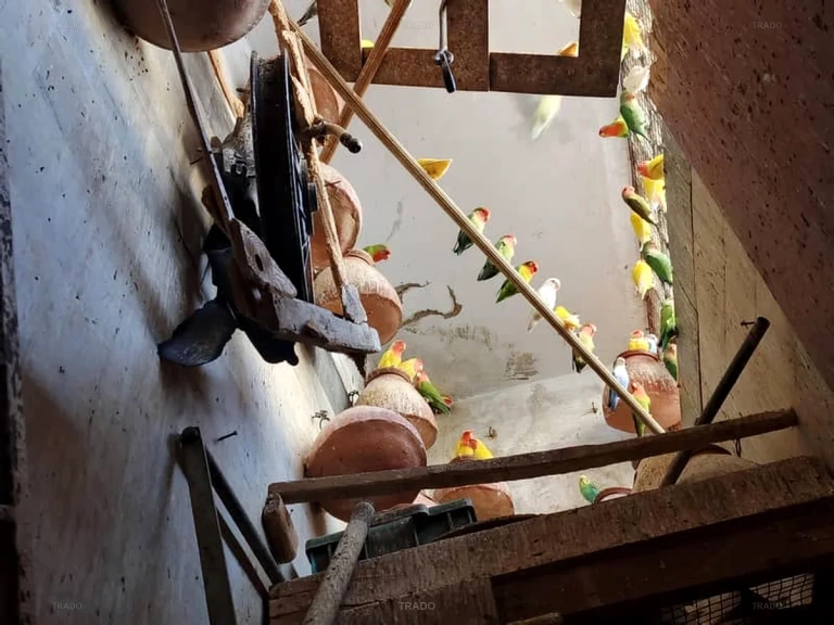 Loved Birds Colony Full Sale for Sale in Karachi