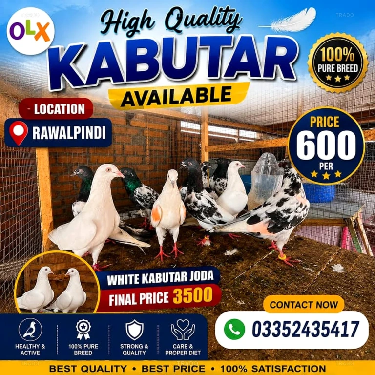 High Quality Kabutar for Sale in Rawalpindi