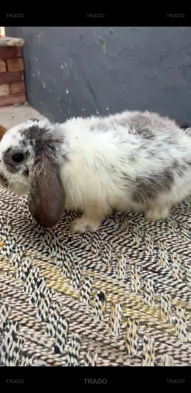 Fancy Rabbit /loops /Hotot /Teddy Holand for Sale in Lahore
