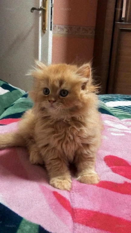 Punch Face Kitten for Sale in Faisalabad