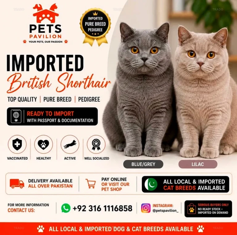 British Shorthair Imported Kittens for Sale in Karachi