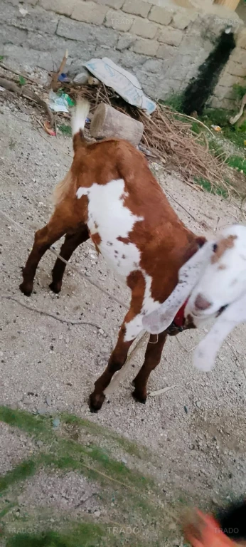 Bakra for Sale in Mardan