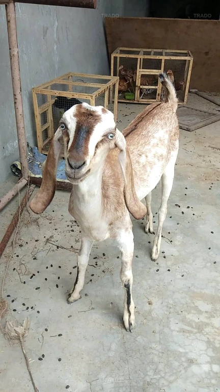 She Goats for Sale in Lahore