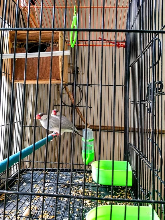 Java Breder Pair for Sell for Sale in Karachi