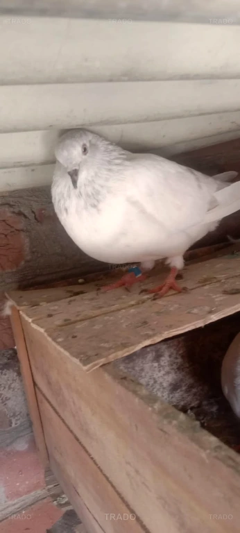 Mix Pigeons for Sale in Lahore