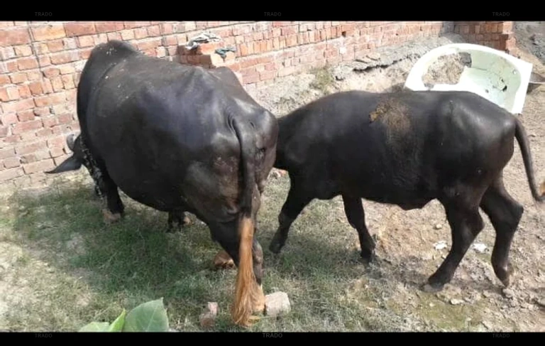 نیلی راوی بھینس برائےفروخت۔لاہور for Sale in Lahore