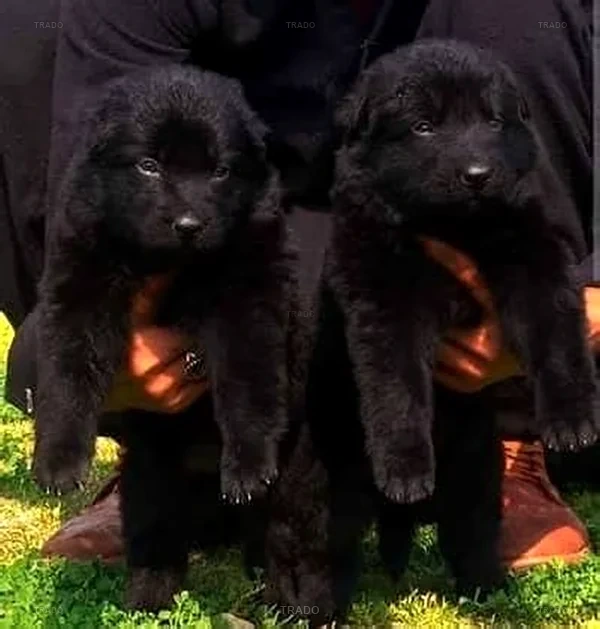 German Shepherd Puppies / Shepherd for Sale in Islamabad