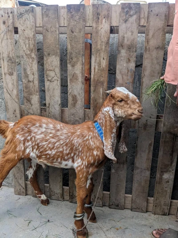 Makachini Male for Sale in Karachi