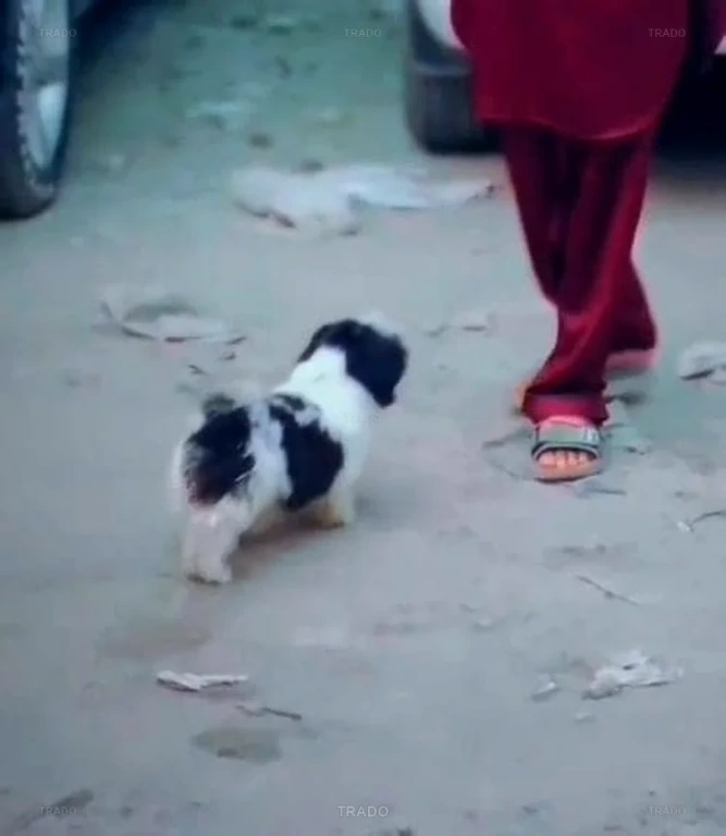 Pappy for Sale in Mardan