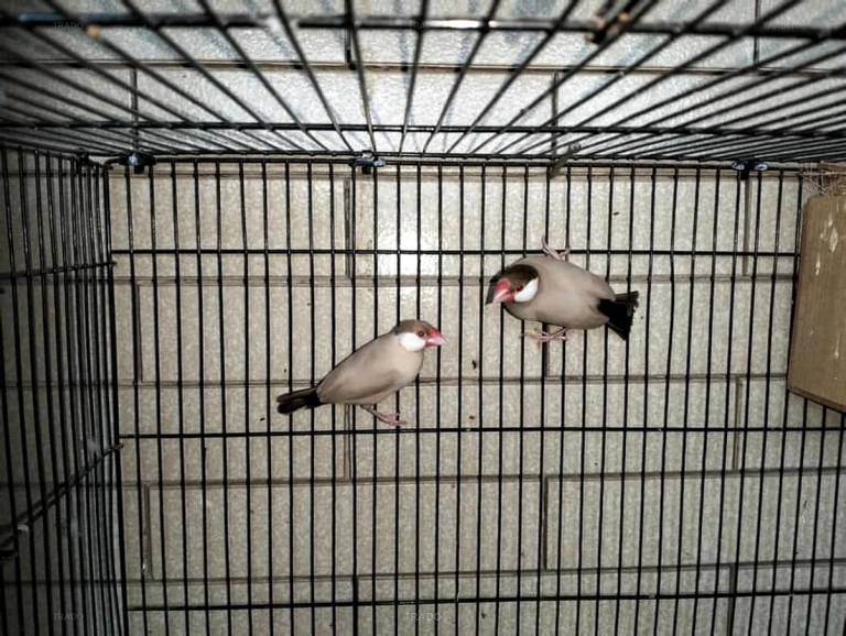 Fawn Java Pair with Chicks for Sale in Faisalabad