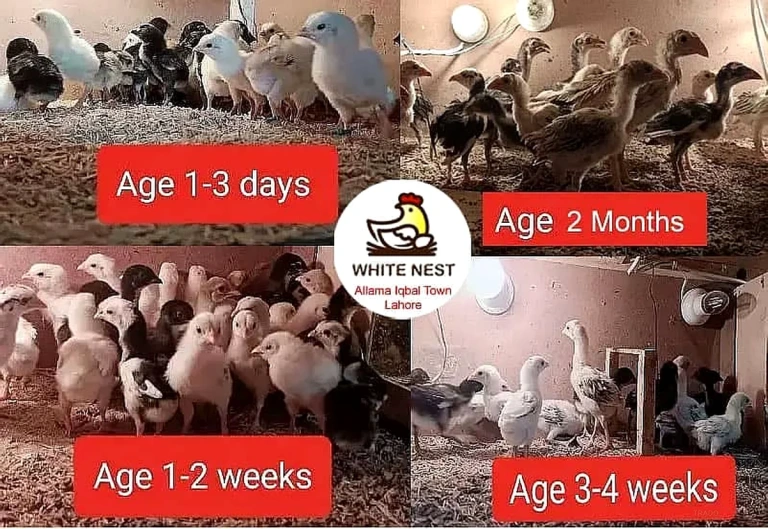 Aseel Chicks Mianwali Lasani Lakha Heera for Sale in Lahore