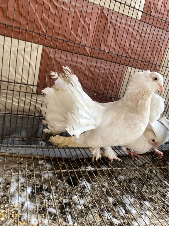 Lakkay Kabotar with Chicks and Cage for Sale in Lahore