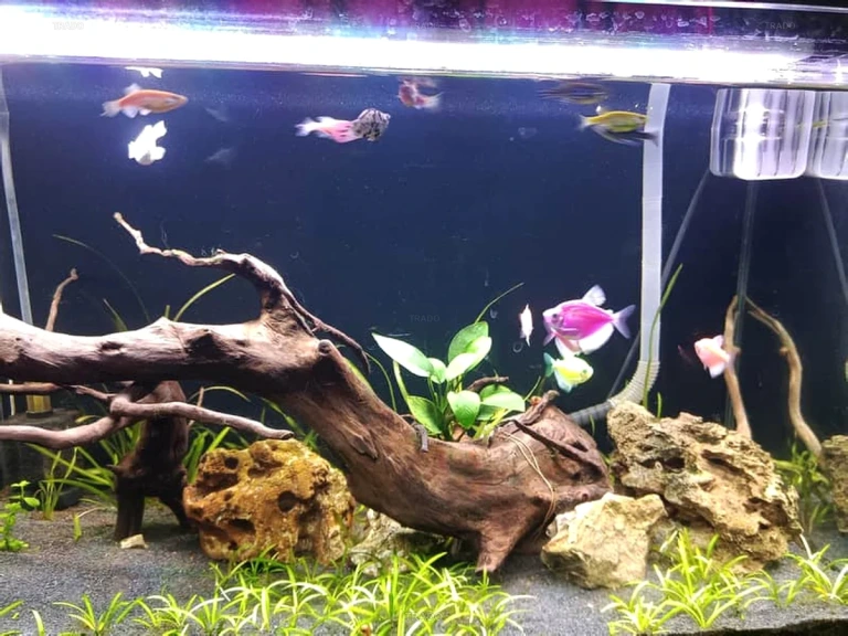 Florescent Tetra for Sale in Lahore