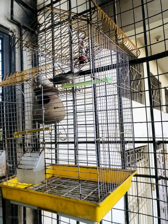 Java Finch Pair with Cage for Sale in Karachi