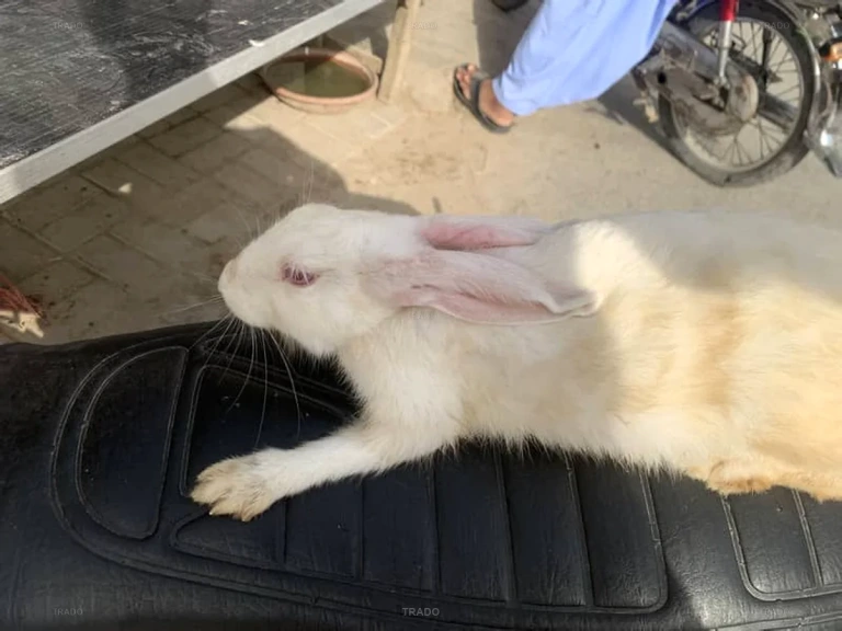 Rabbit Breeder Female Tame Quality for Sale in Bahawalpur