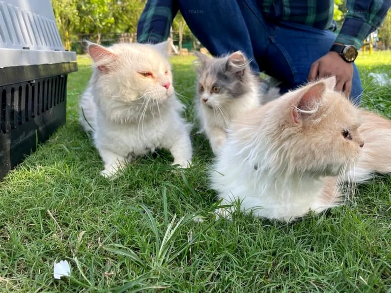 Persian Cats for Sale in Islamabad