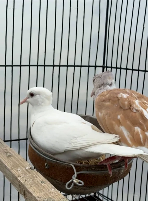 Crested Dove Khumray for Sale in Lahore