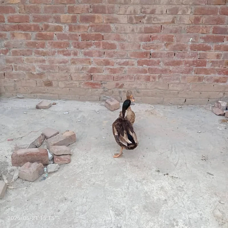 Duck Pair for Sale in Lahore