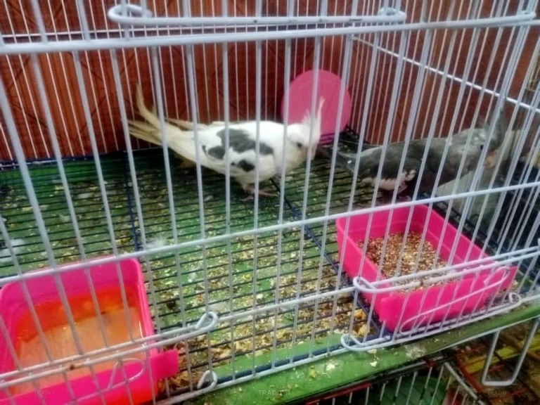 Cocktail Birds for Sale in Hyderabad