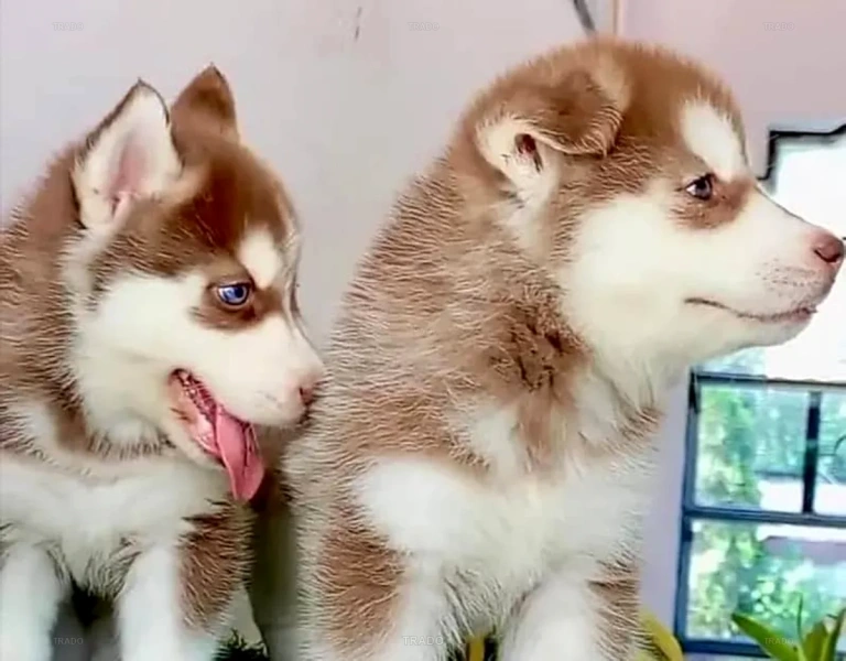 Siberian Husky Puppy Blue Eyes Husky for Sale in Faisalabad