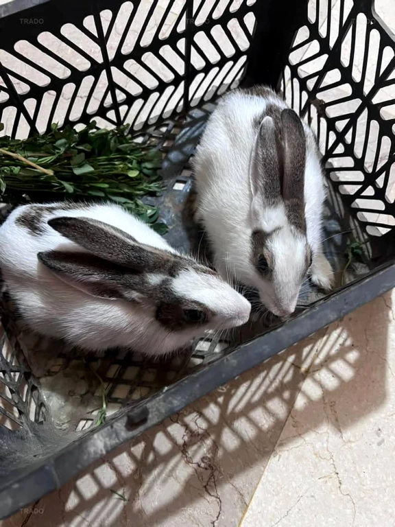Rabbits for Sale in Karachi