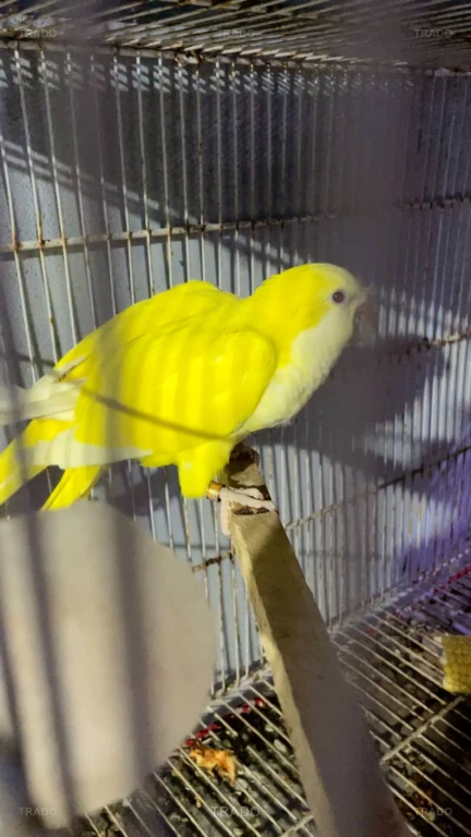 Yellow Monk Breeding Pair for Sale in Karachi