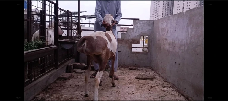 Kajlay or Ablak Turkey for Sale in Karachi