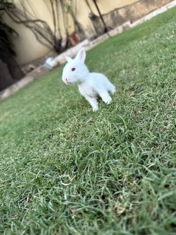 Angora Baby Bunny Rabbits for Sale in Rawalpindi